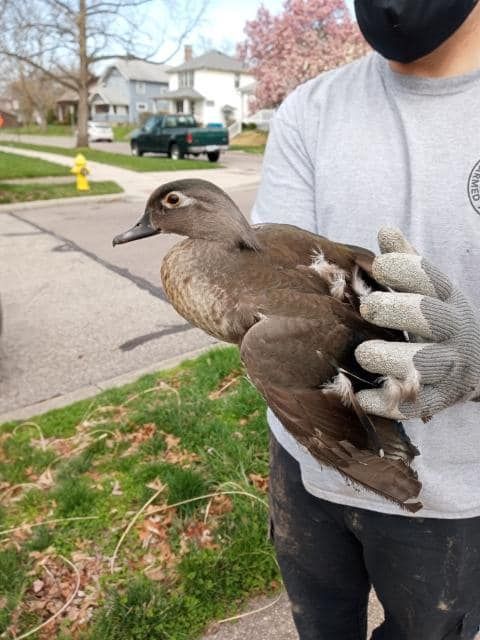 A man wearing a mask and gloves is holding a brown duck