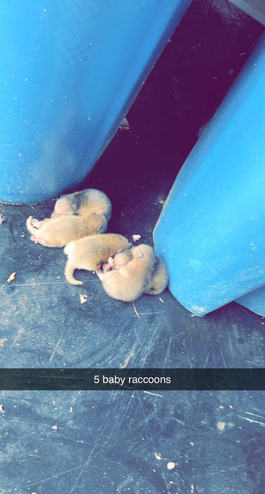A group of puppies are laying on the ground next to blue barrels.