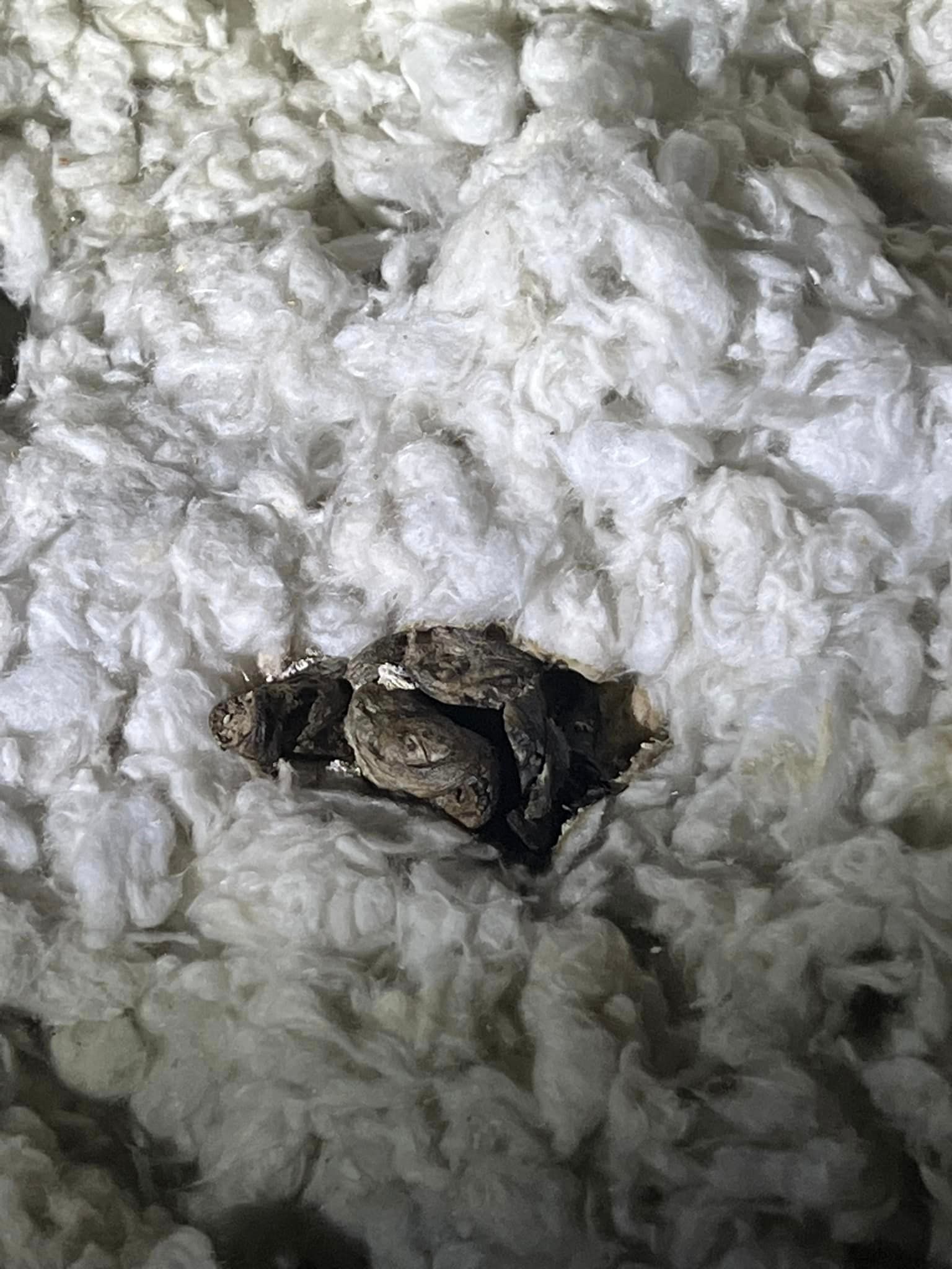 A snake is laying in a pile of insulation.
