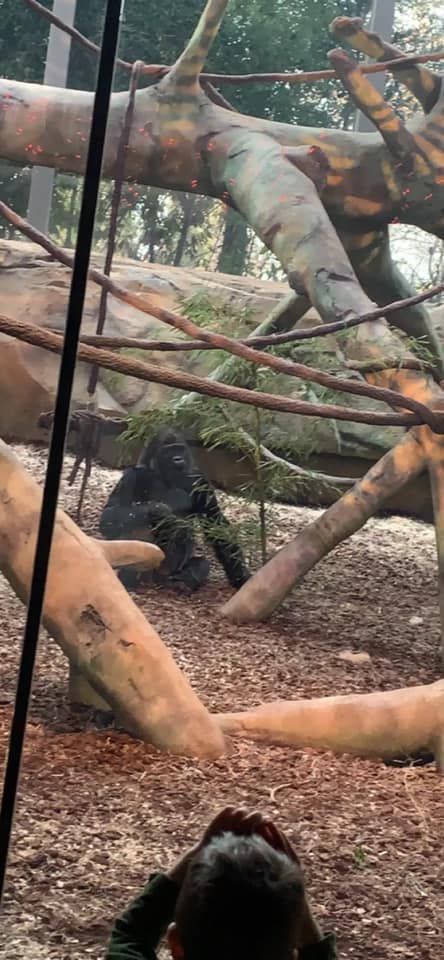 A person is taking a picture of a monkey in a zoo enclosure.