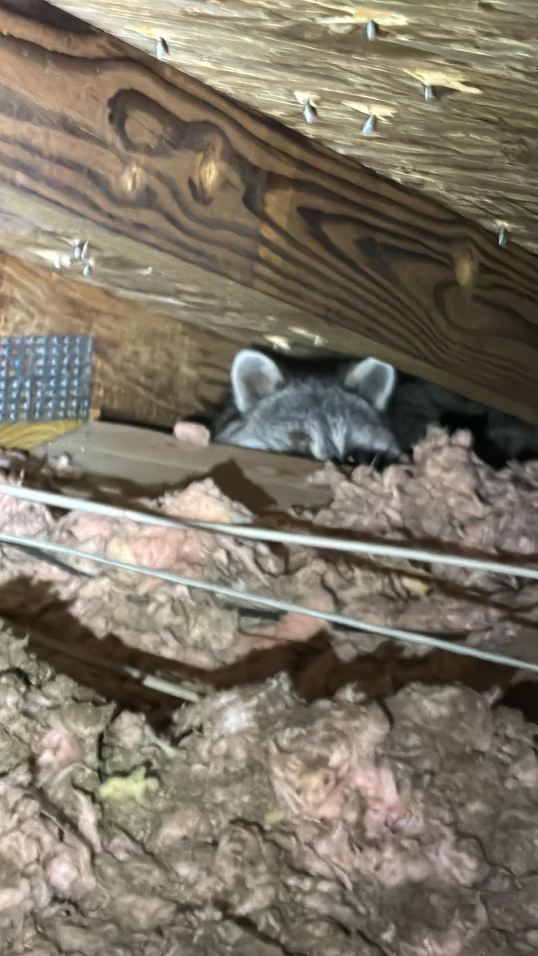 A raccoon is hiding in the attic under a wooden beam.