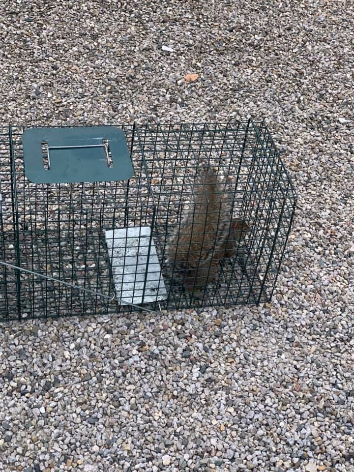 A squirrel is in a cage on the ground.