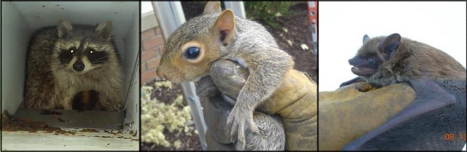 A raccoon , a squirrel , and a bat are shown in a collage.