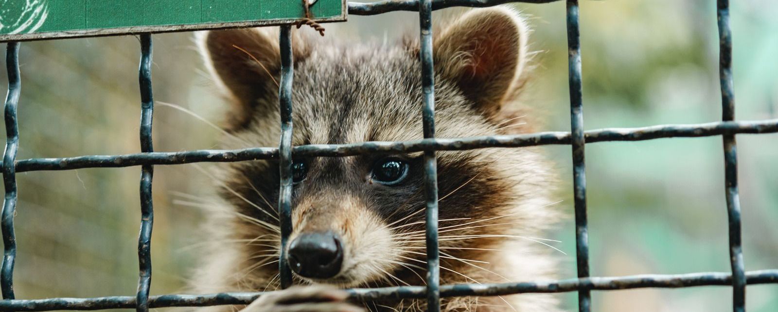 A raccoon is looking through a wire fence.