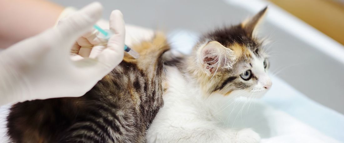 vaccinazione gatti