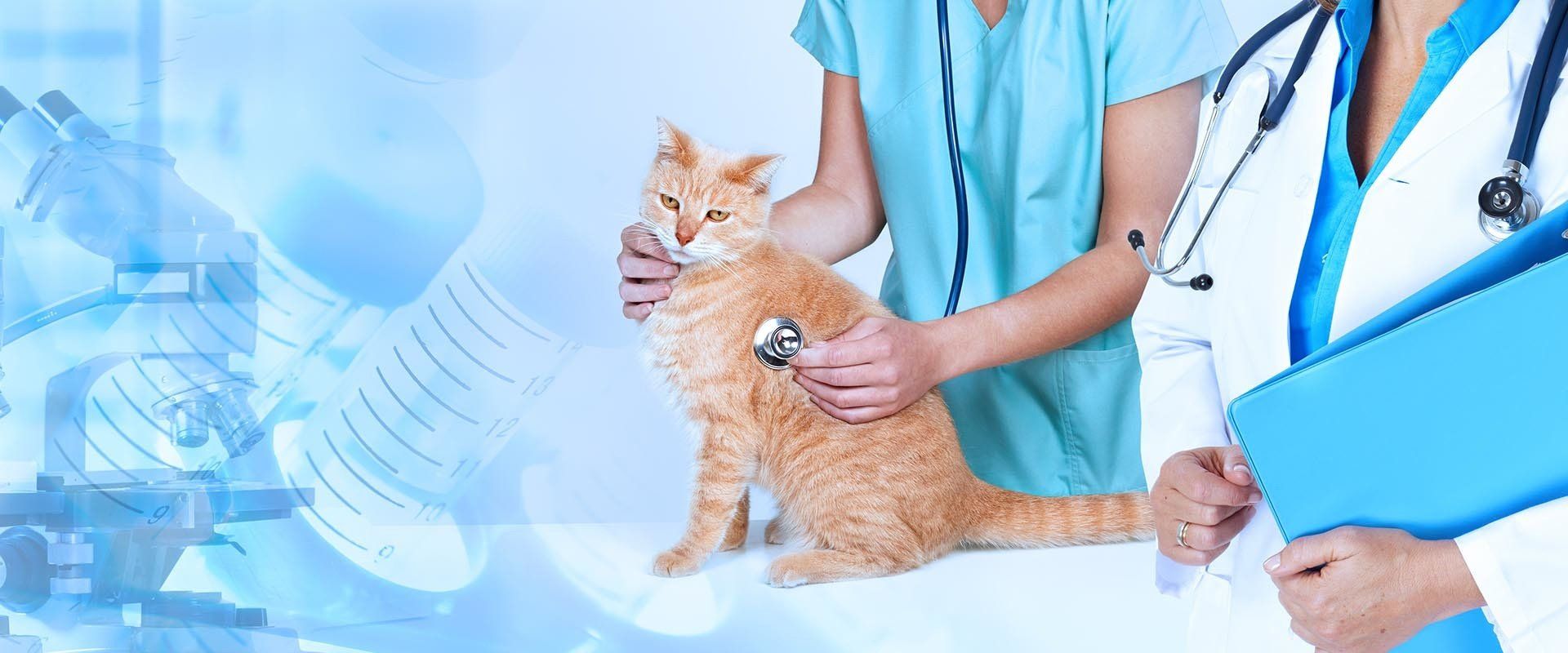 un gatto dal veterinario