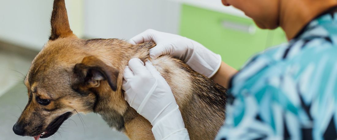 visita dermatologica veterinaria