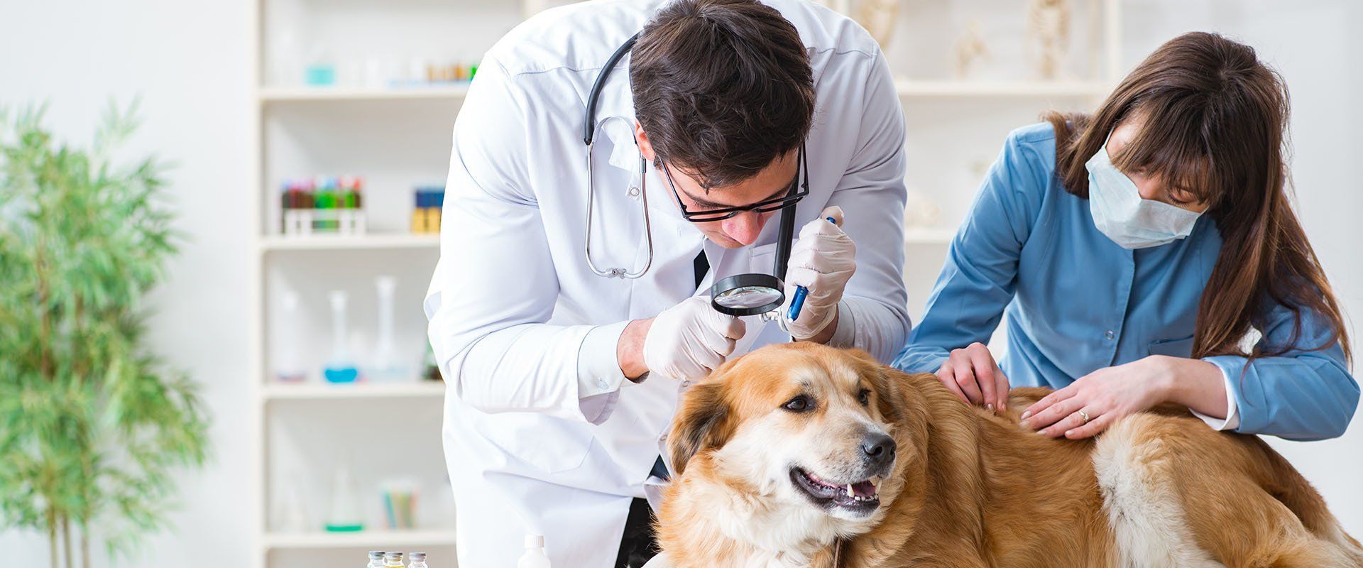 un cane durante visita veterinaria