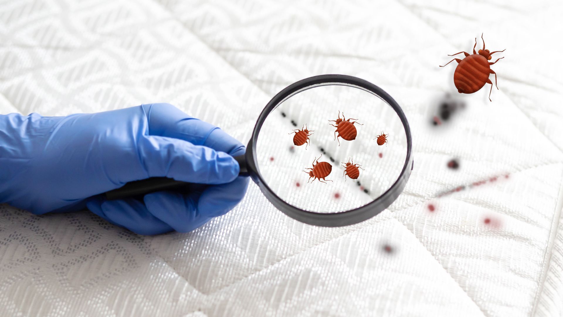 A person is holding a magnifying glass over a bed bug on a mattress.