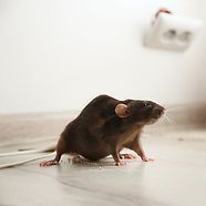 Rat on the Mouse trap