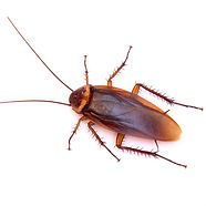 A cockroach is sitting on a white surface.