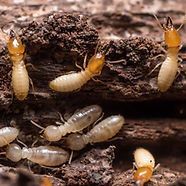 A group of termites are sitting on top of a piece of wood.