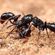 A group of black ants are standing next to each other on the ground.