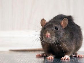 A rat is sitting on a wooden floor and looking at the camera.