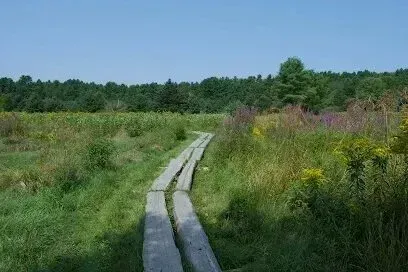 Chimney sweep portland maine-Wooden boardwalk winds through a grassy meadow with a dense forest in the background under a clear blue sky.