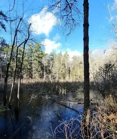 Chimney sweep portland maine-A dark, still swampy pond reflects a bright blue sky with fluffy white clouds and is surrounded by bare trees and dense forest.
