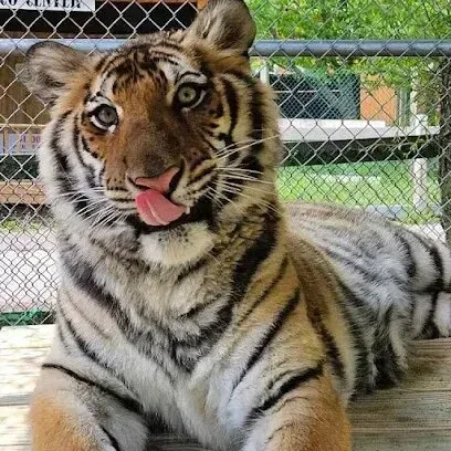 Chimney sweep portland maine-Tiger with tongue sticking out, lying down in an enclosure with a fence in the background.