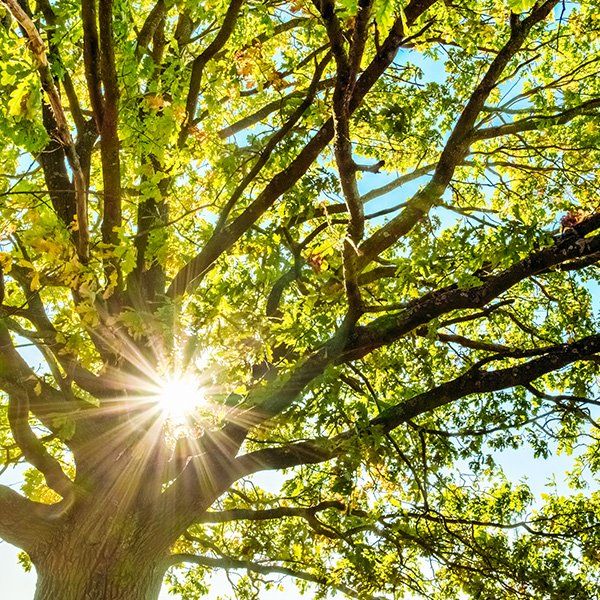 Tree — Missoula, MT — Starwalker Farms