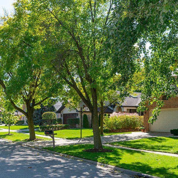 Trees in the Neighborhood — Missoula, MT — Starwalker Farms
