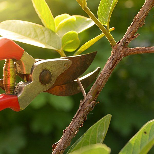 Tree Trimming — Missoula, MT — Starwalker Farms