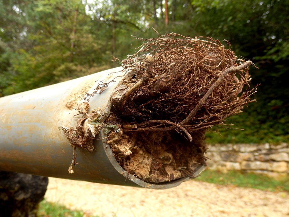 A thick clump of tree roots growing inside the open end of a gray PVC drainage pipe.