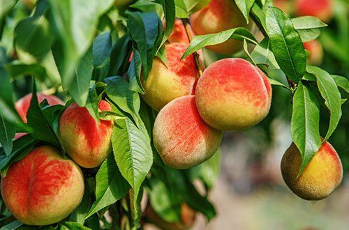 Peach Orchard — Greer, SC — Smith Irrigation & Landscaping