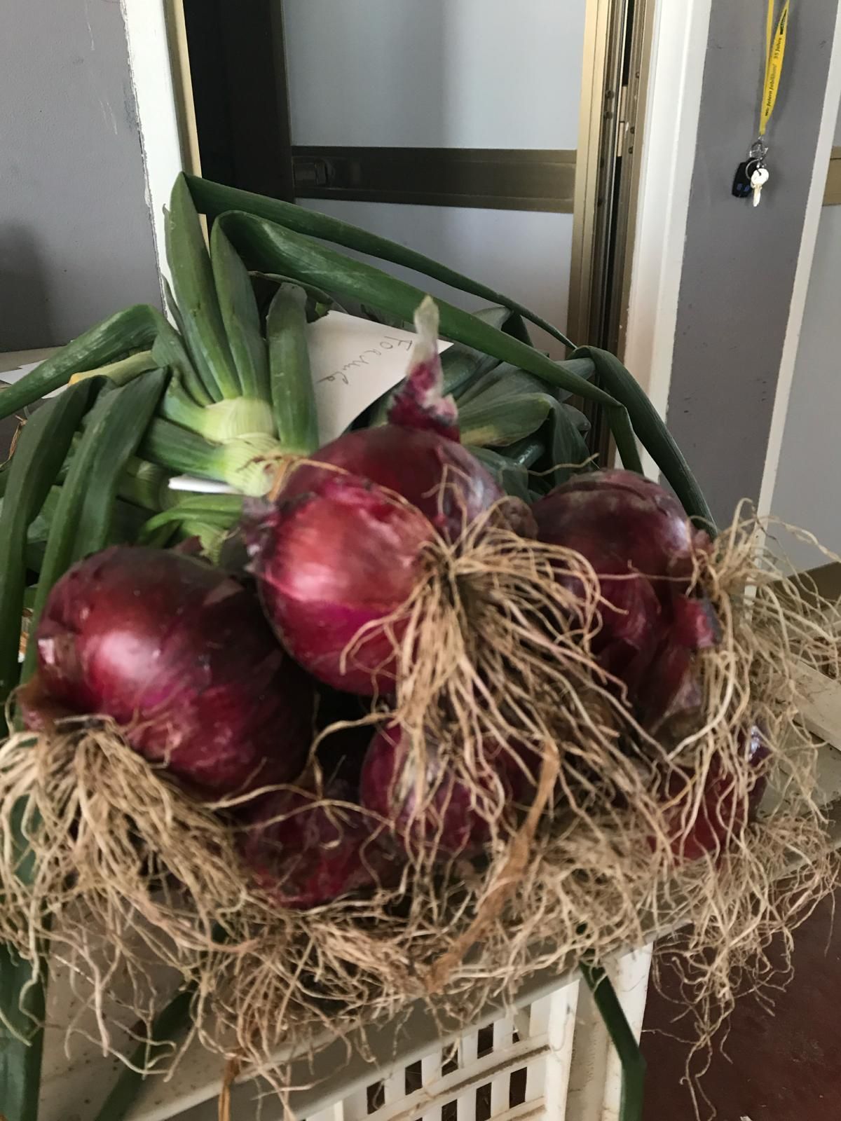 Cesto di cipolle rosse con radici e cime verdi, ammucchiato su un portico o un gradino