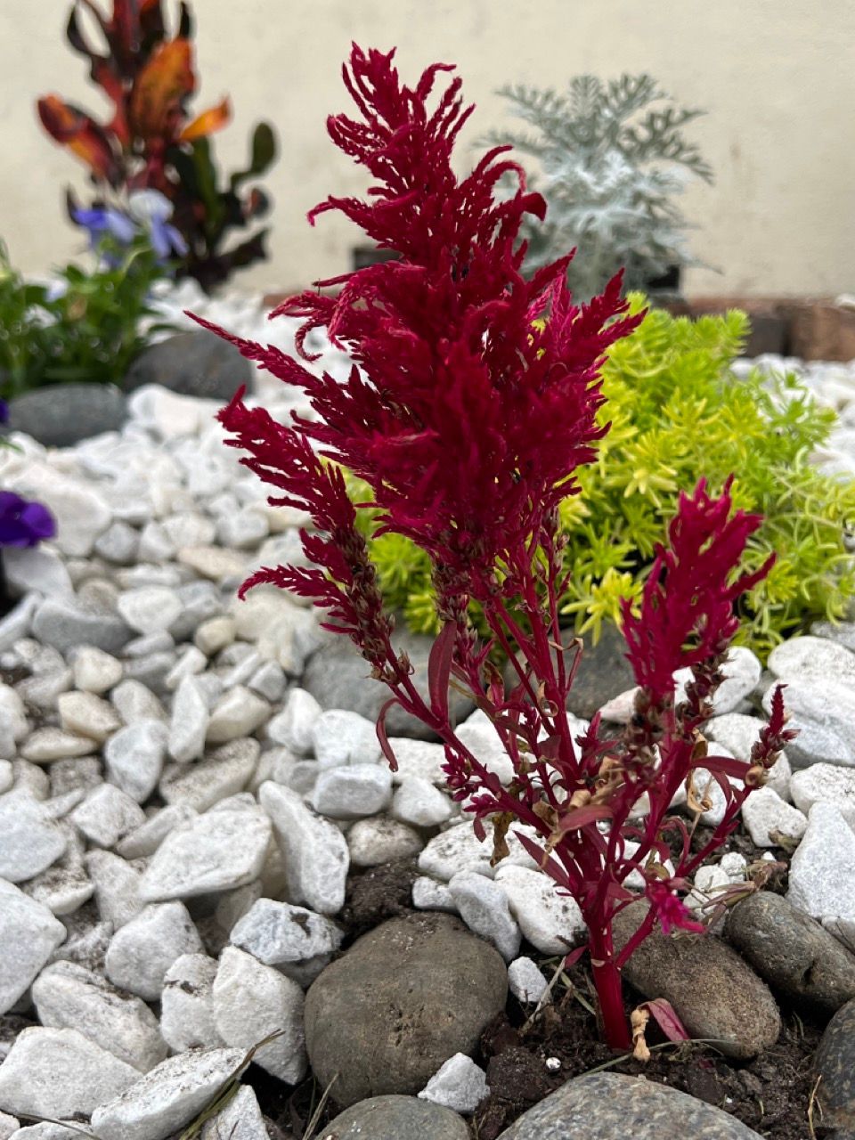 Red celosia plant in a garden bed with white and gray rocks, other plants in background.