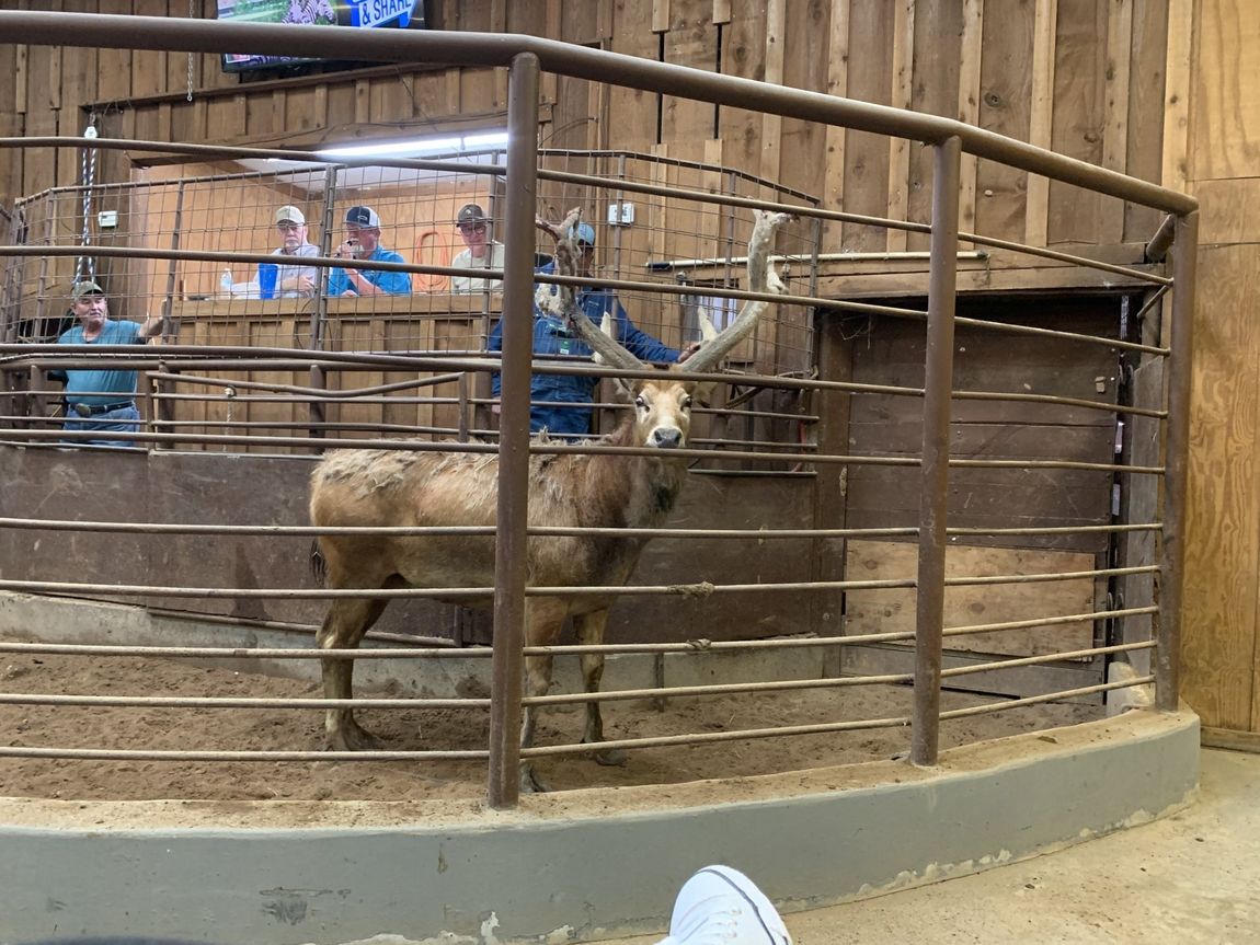 Exotic Animal Auction, Alternative Auctions, East Texas Livestock