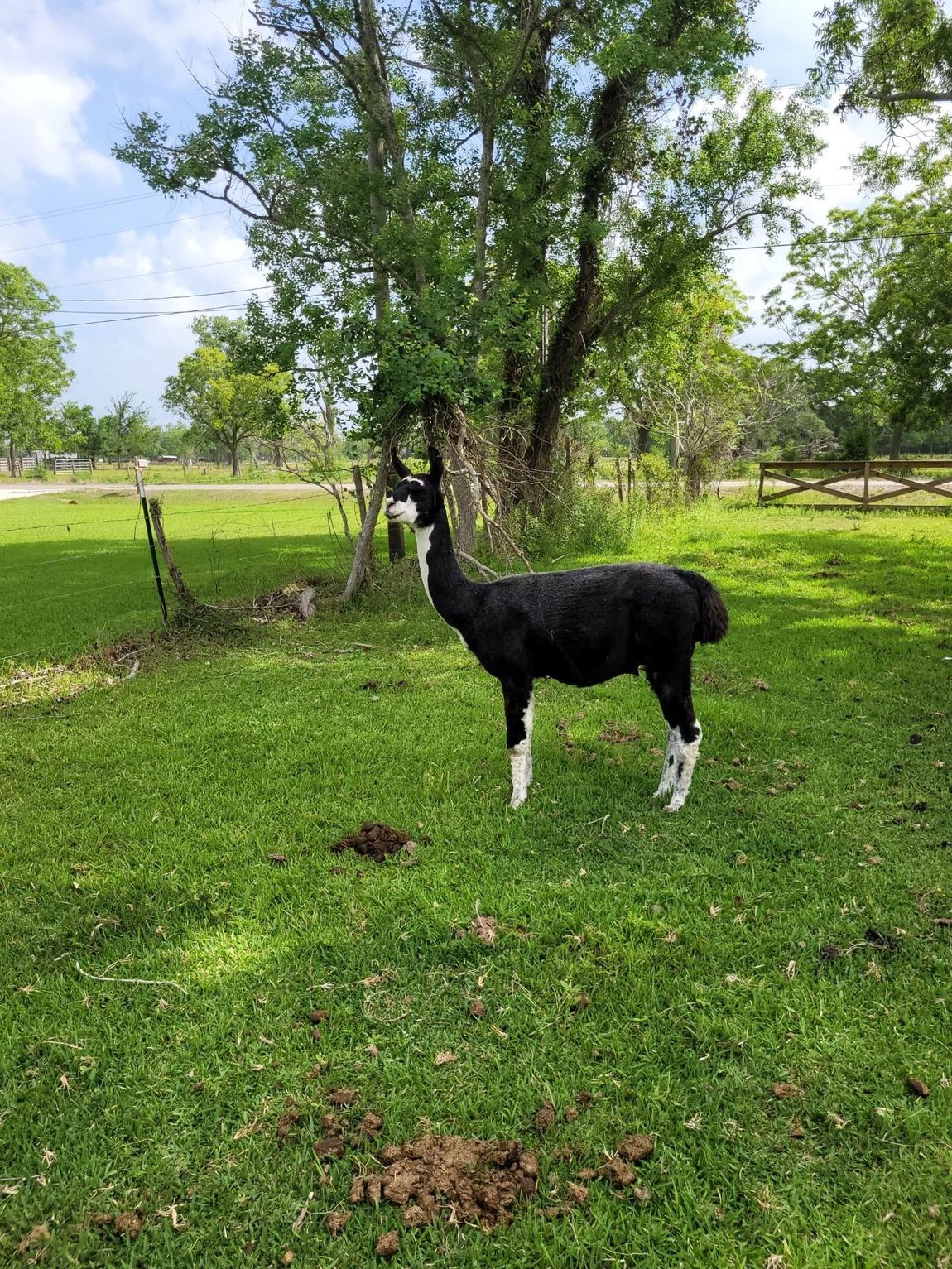 Exotic Animal Auction, Alternative Auctions, East Texas Livestock