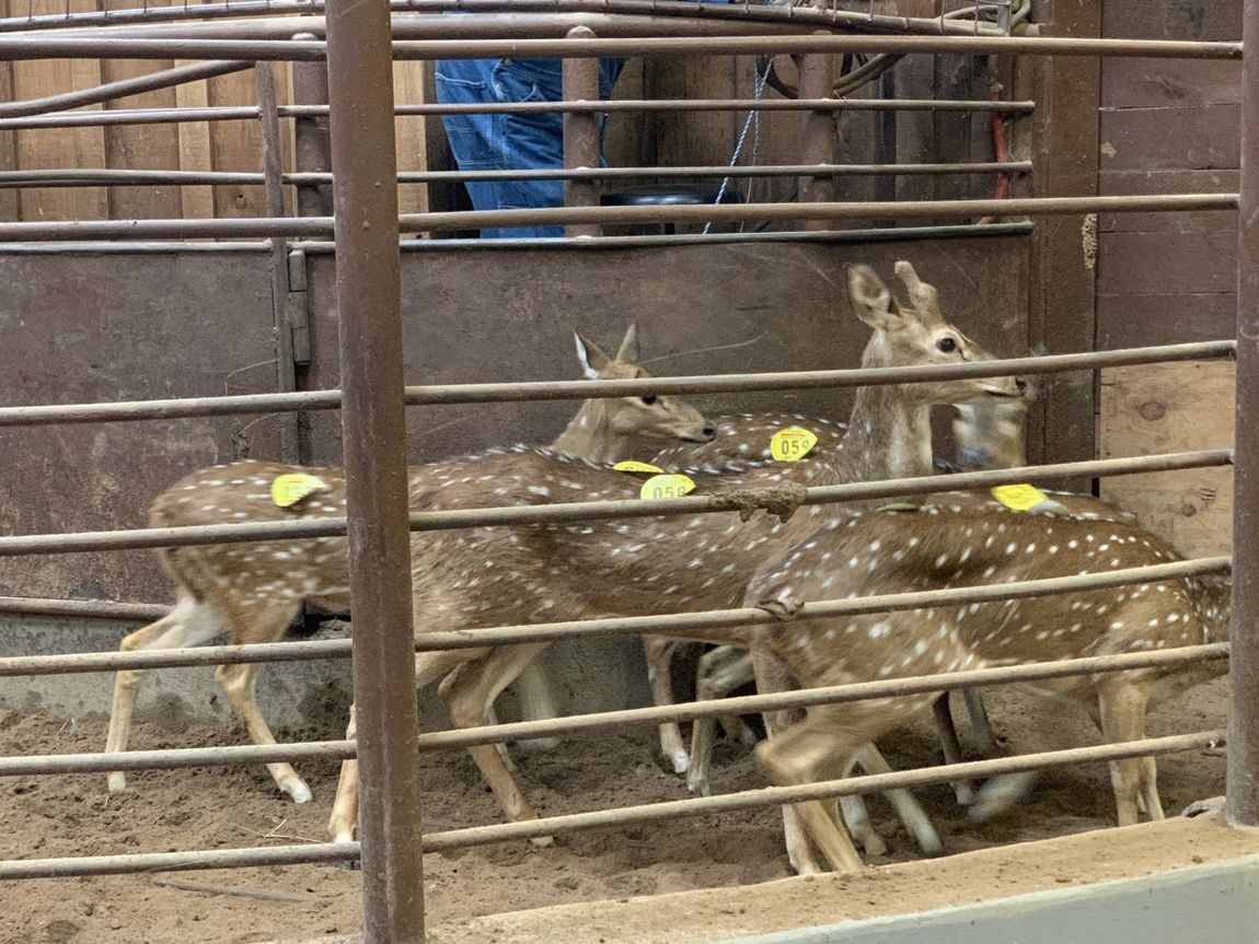 Exotic Animal Auction, Alternative Auctions, East Texas Livestock