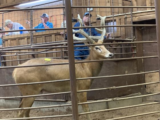 Huntsville livestock alternative animal auction