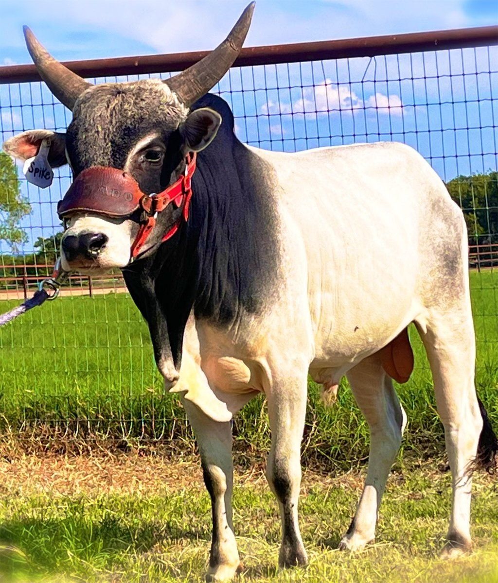 Exotic Animal Auction, Alternative Auctions, East Texas Livestock