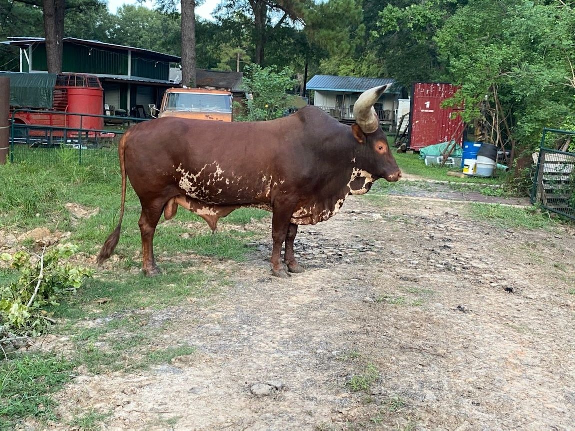 Exotic Animal Auction, Alternative Auctions, East Texas Livestock