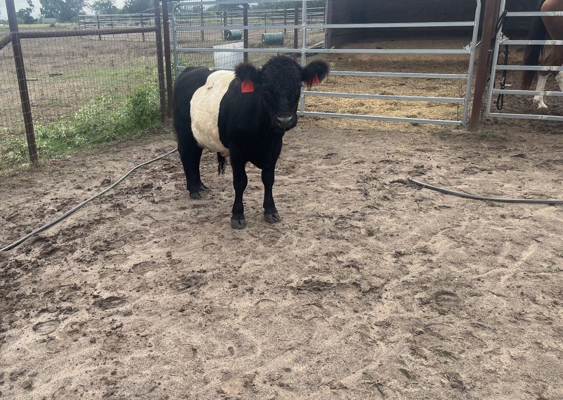 Exotic Animal Auction, Alternative Auctions, East Texas Livestock