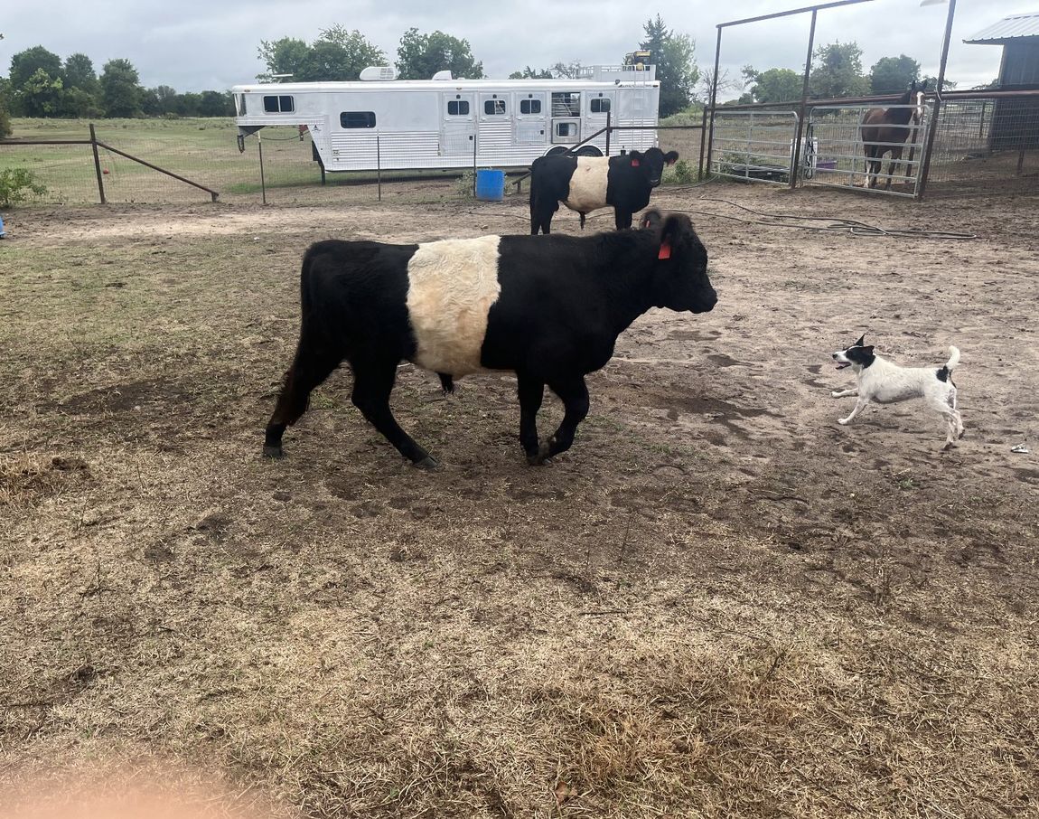 Exotic Animal Auction, Alternative Auctions, East Texas Livestock