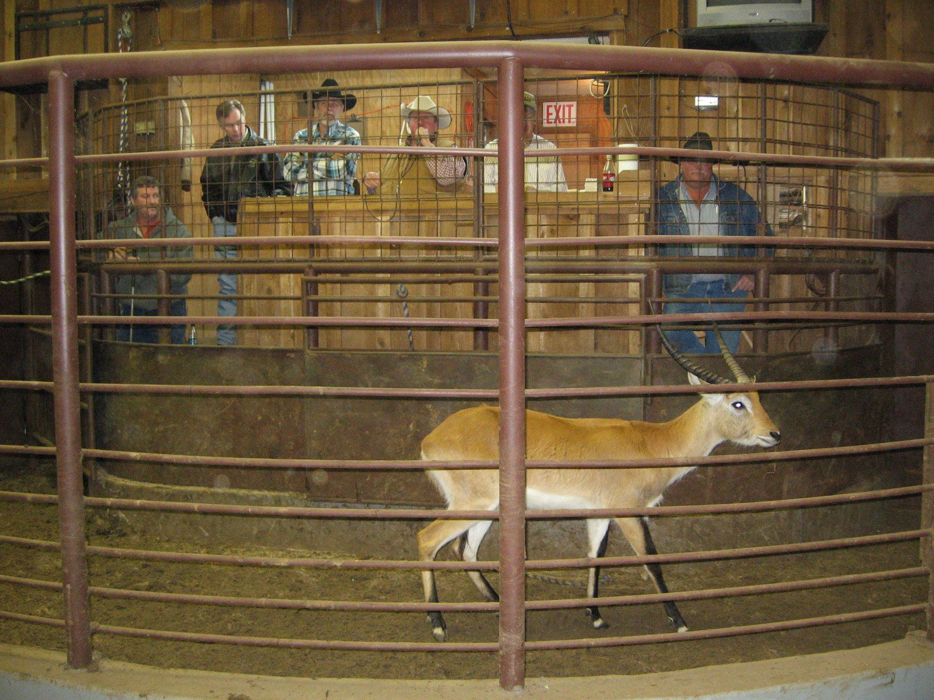 Exotic Animal Auction, Alternative Auctions, East Texas Livestock