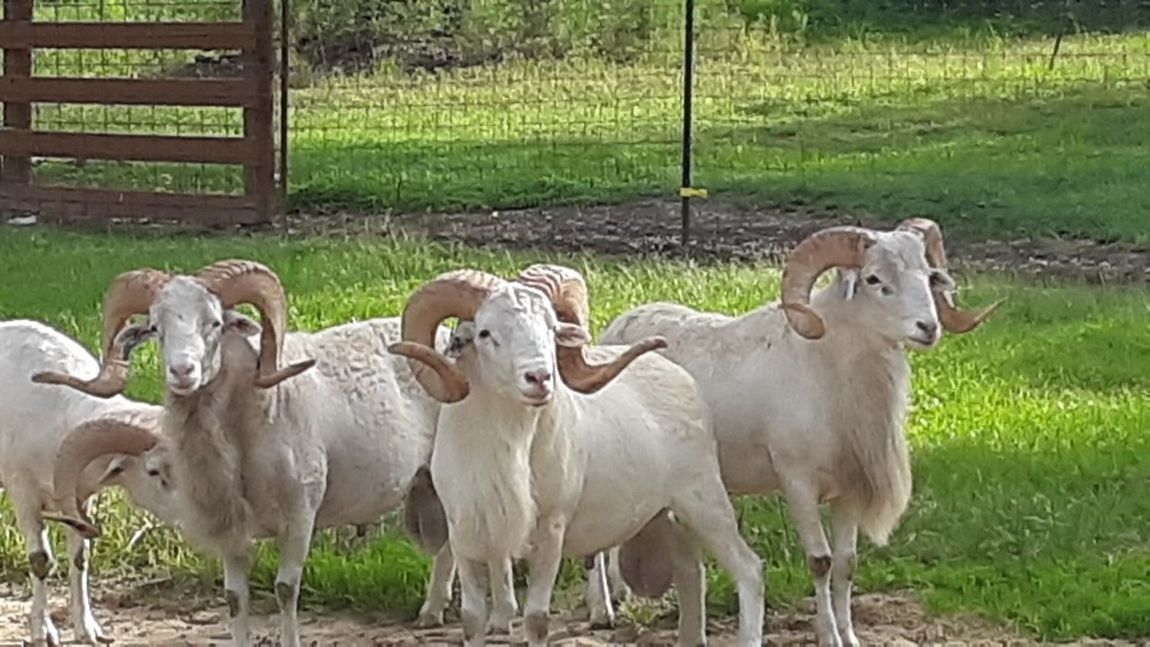 Exotic Animal Auction, Alternative Auctions, East Texas Livestock