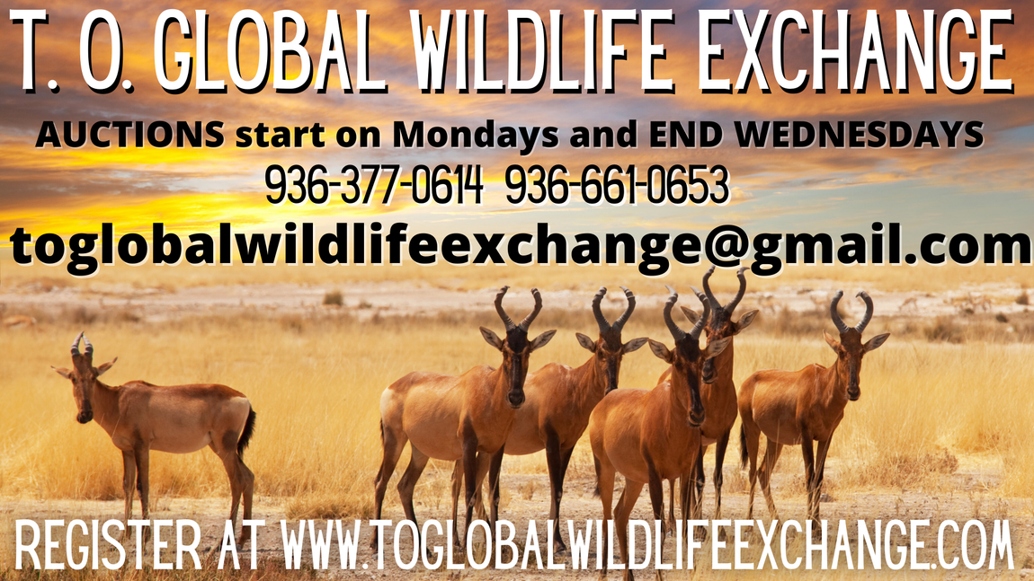 Exotic Animal Auction, Alternative Auctions, East Texas Livestock