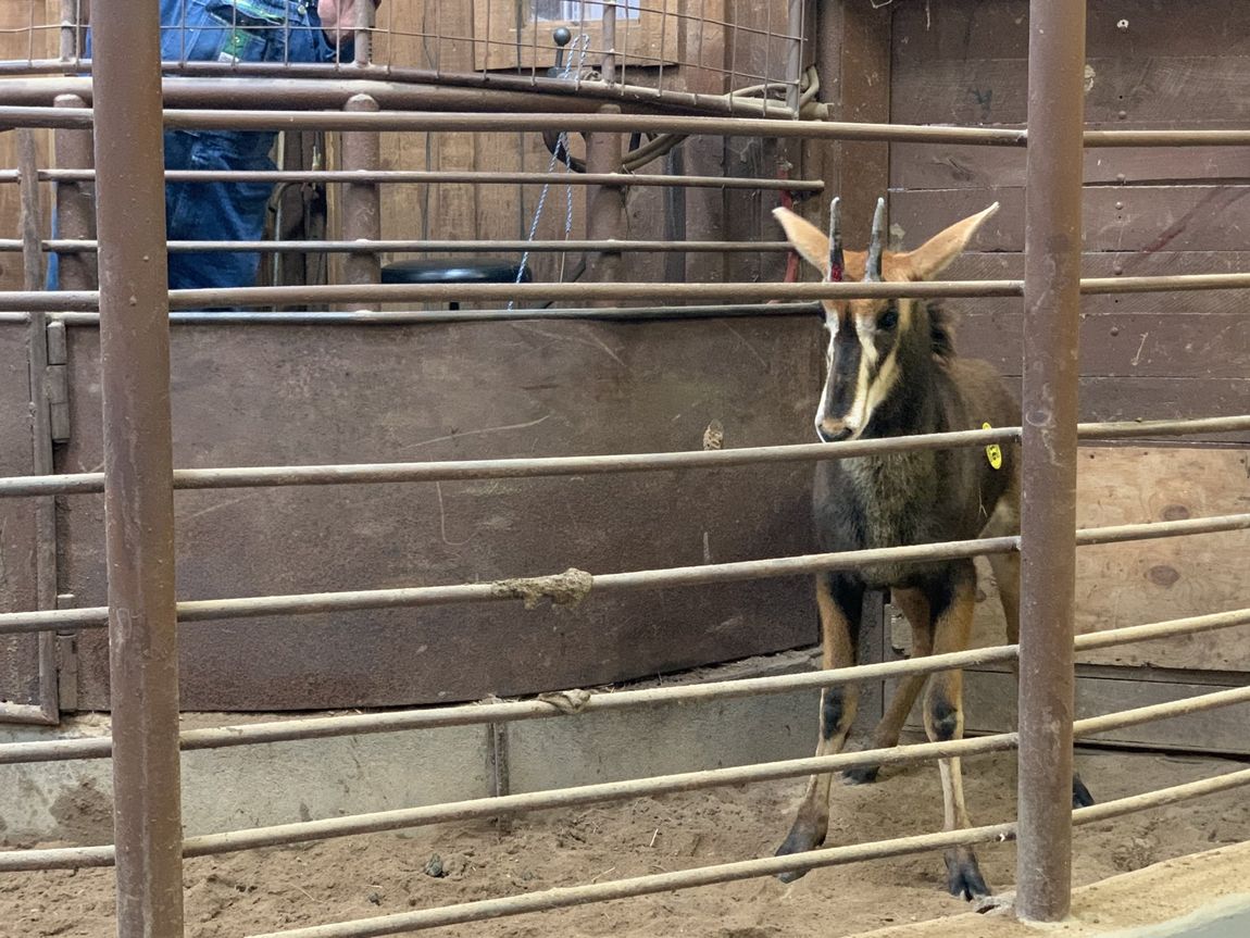 Exotic Animal Auction, Alternative Auctions, East Texas Livestock