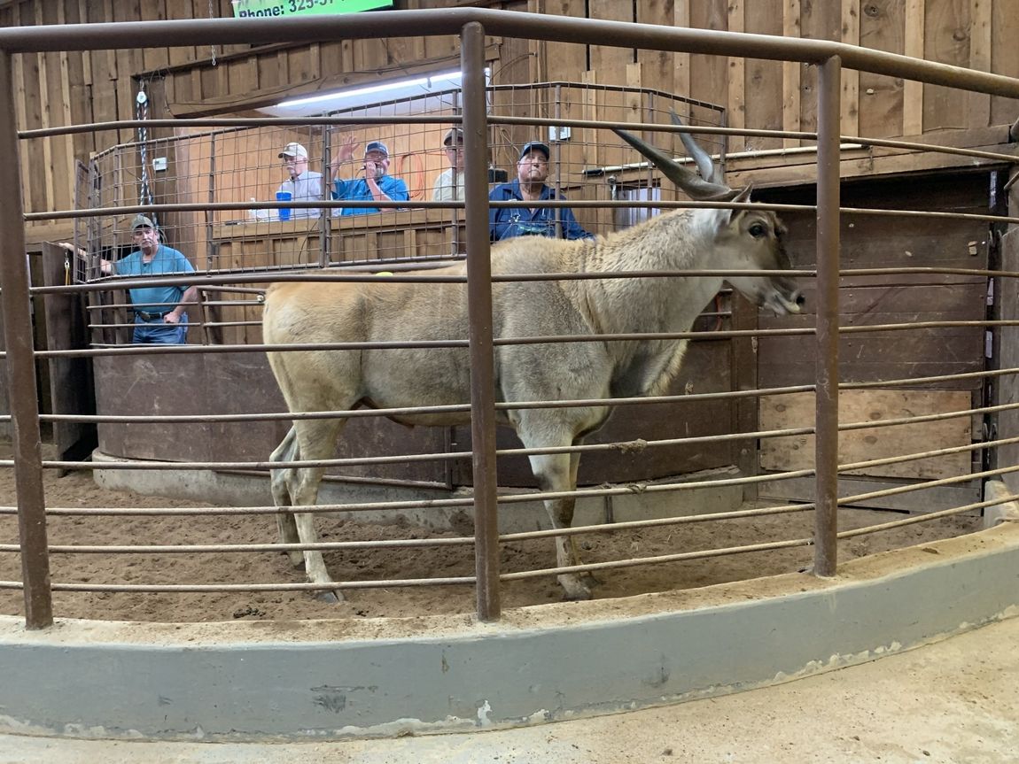 Exotic Animal Auction, Alternative Auctions, East Texas Livestock