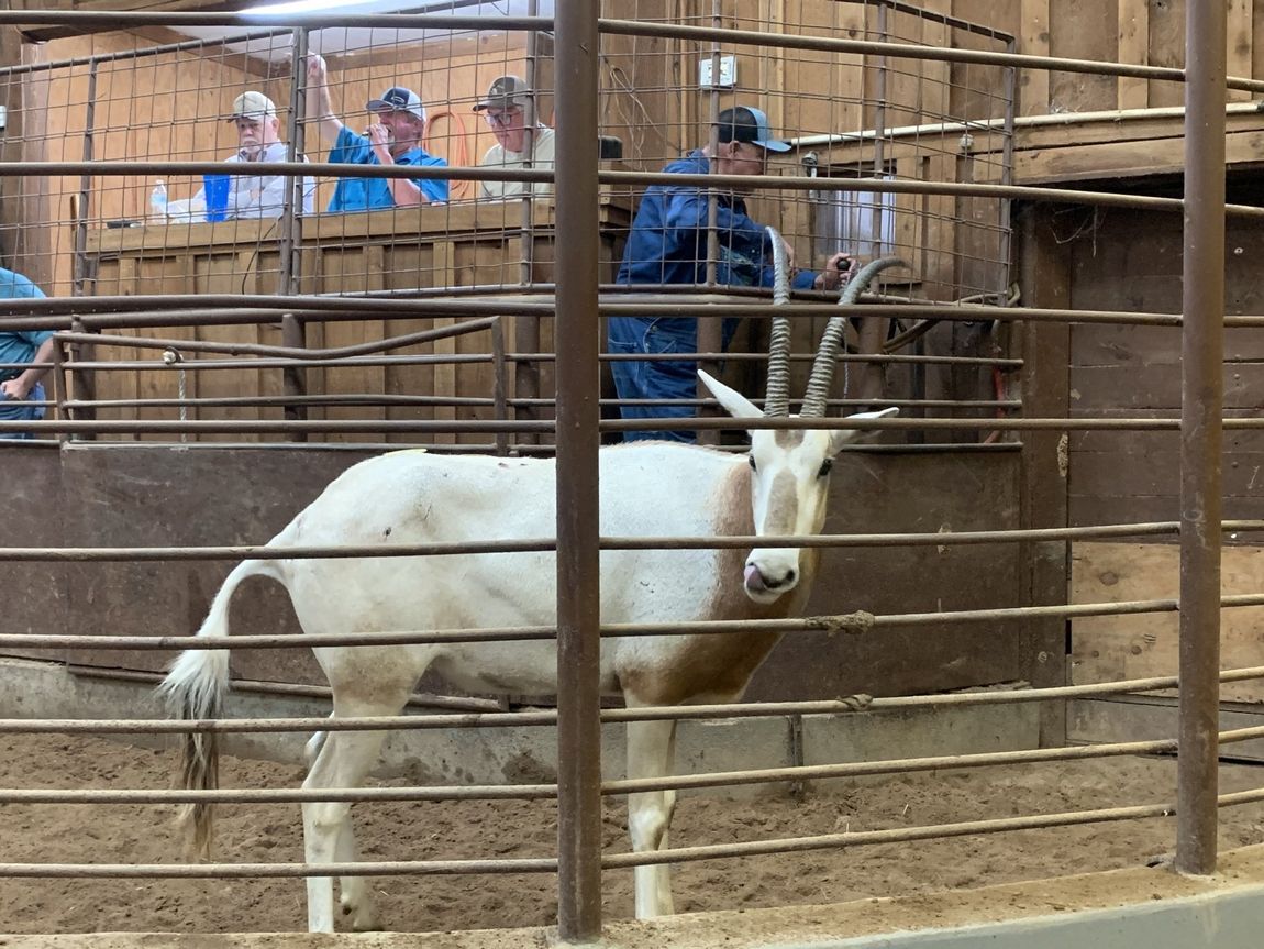 Exotic Animal Auction, Alternative Auctions, East Texas Livestock