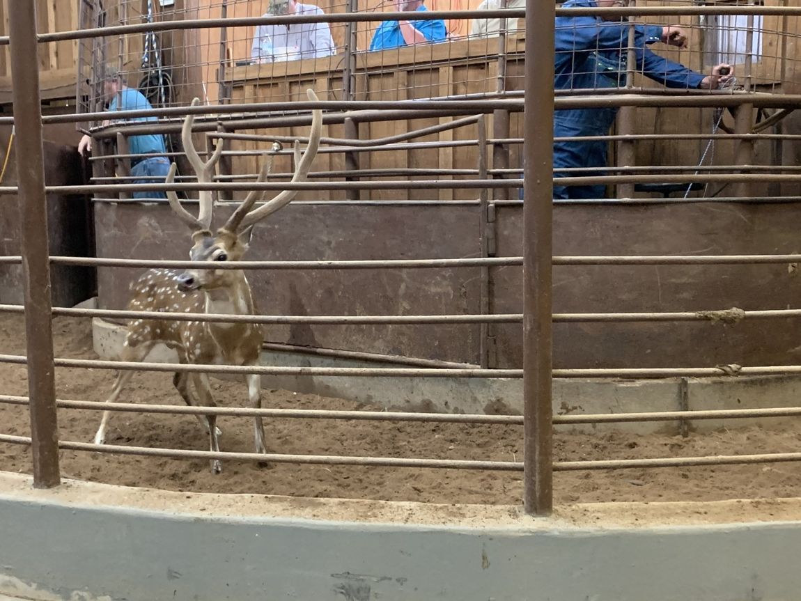 Exotic Animal Auction, Alternative Auctions, East Texas Livestock