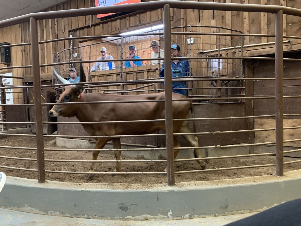 Exotic Animal Auction, Alternative Auctions, East Texas Livestock