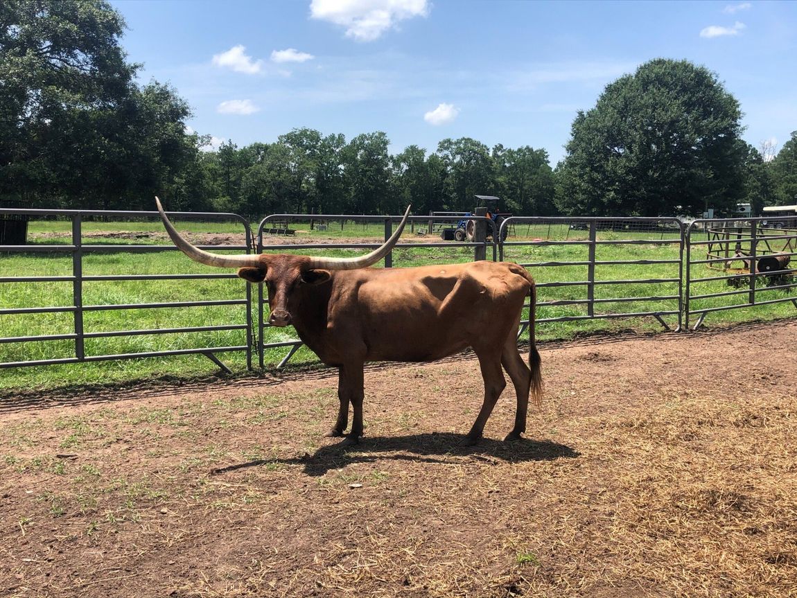 Exotic Animal Auction, Alternative Auctions, East Texas Livestock