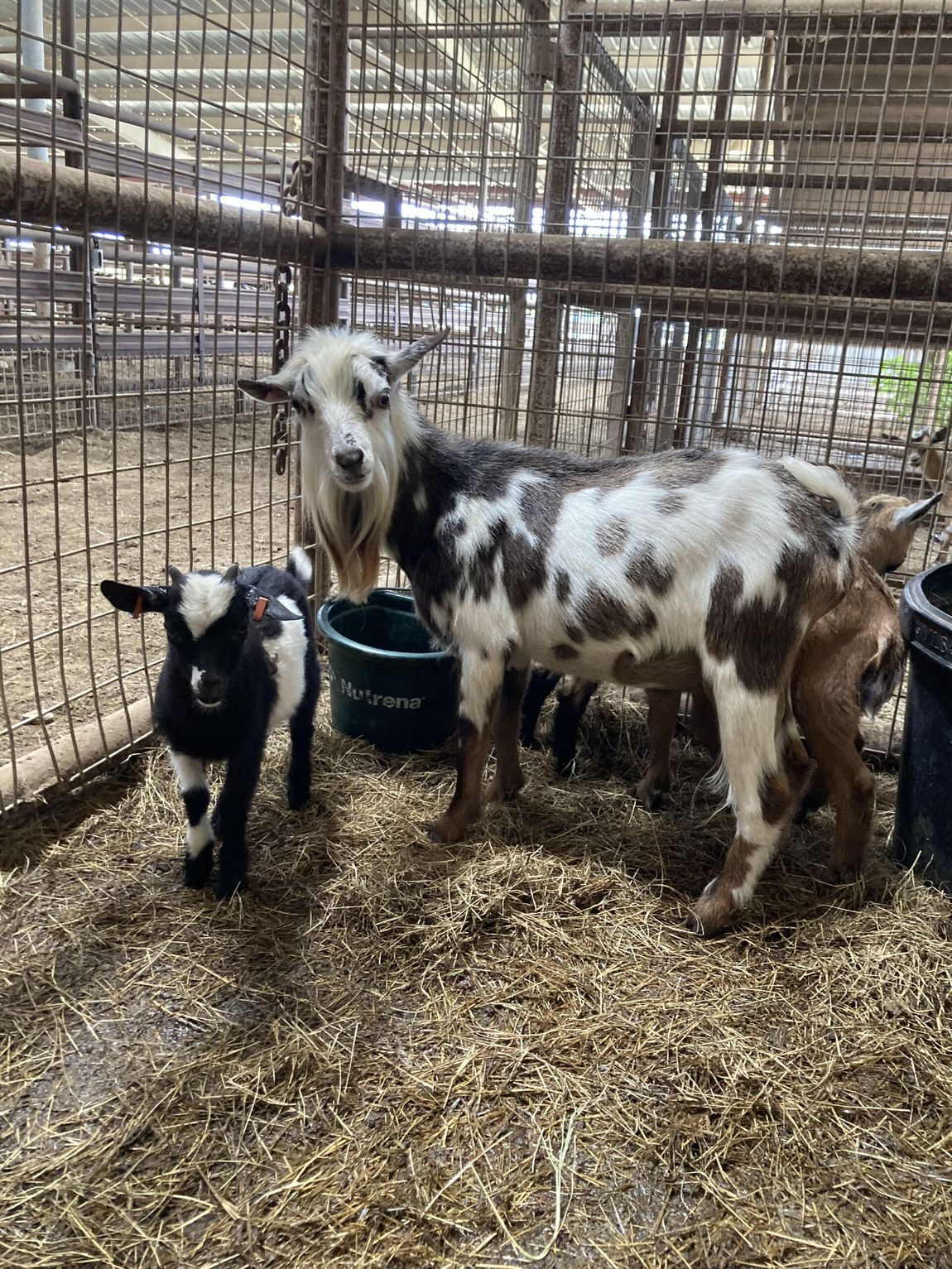 Exotic Animal Auction, Alternative Auctions, East Texas Livestock