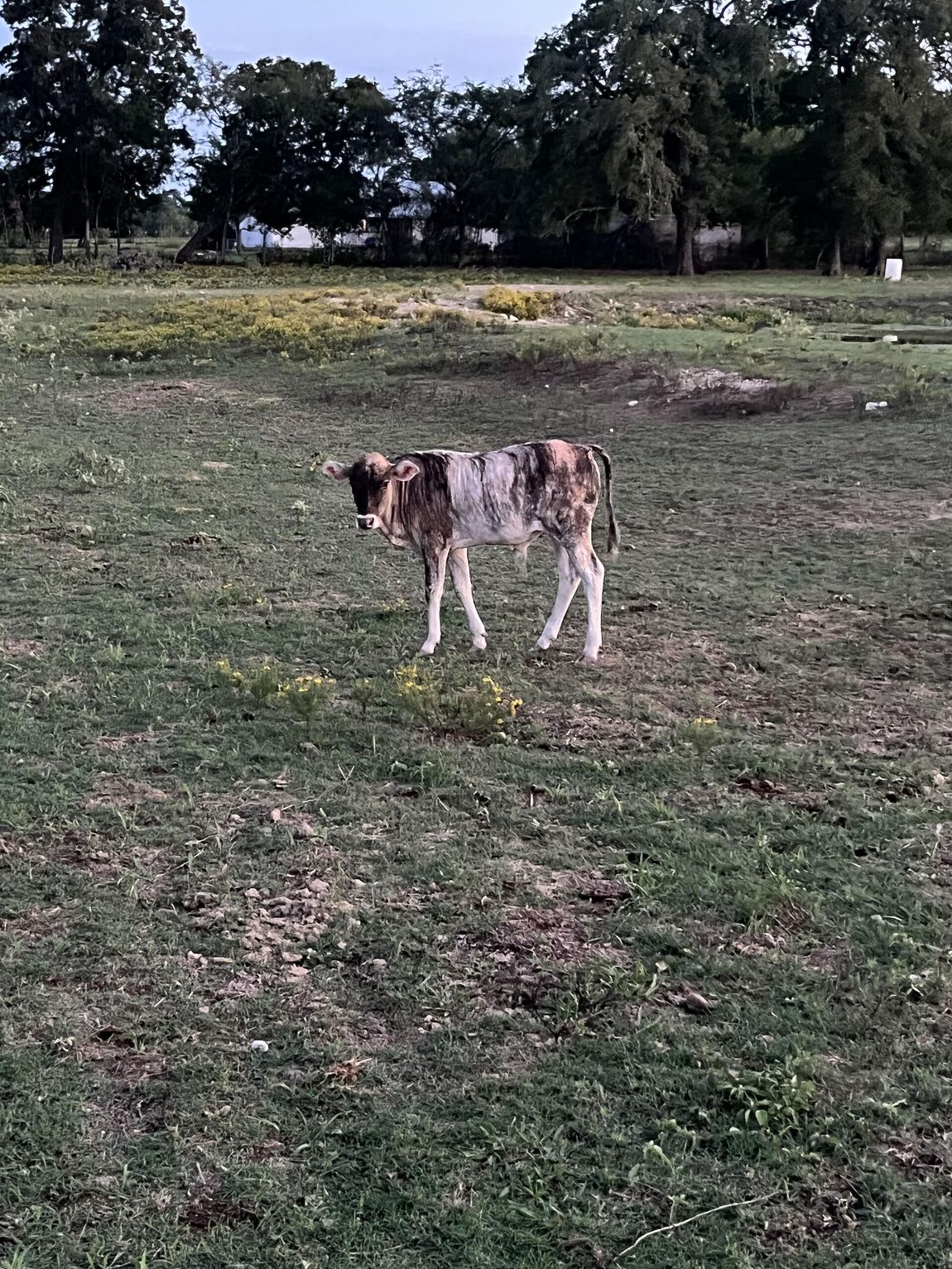 Exotic Animal Auction, Alternative Auctions, East Texas Livestock