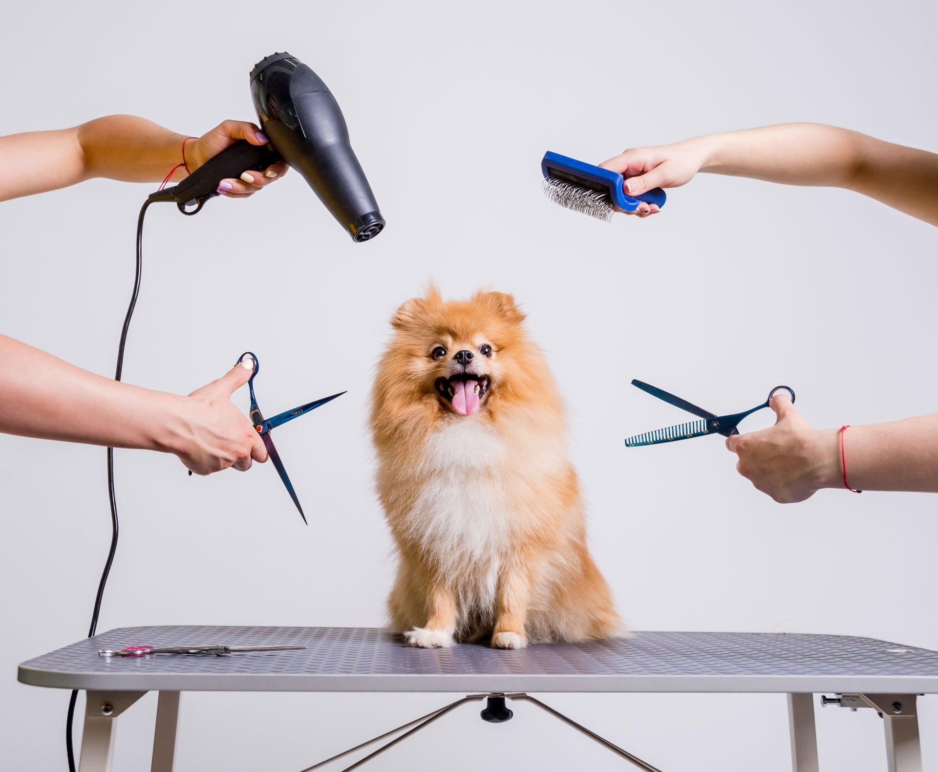 Dog Grooming Service — Arlington, TX — Pet Club
