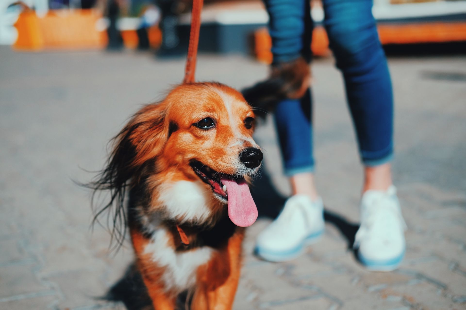 Brown and white dog on a leash, panting with tongue out, standing in front of a person in jeans and white sneakers outdoors.