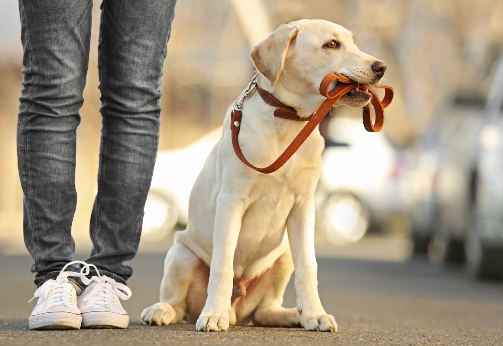A person is standing next to a dog with a leash in its mouth.